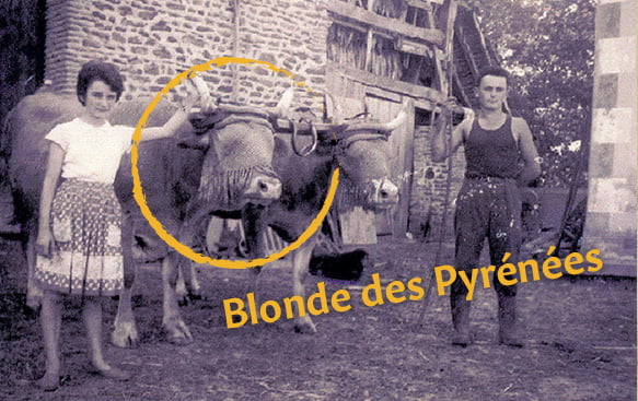 Blonde D'Aquitaine carne bovina - la storia
