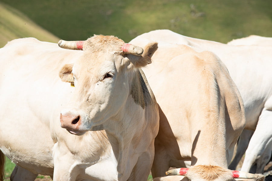 Un giovane esemplare di Blonde d'Aquitaine