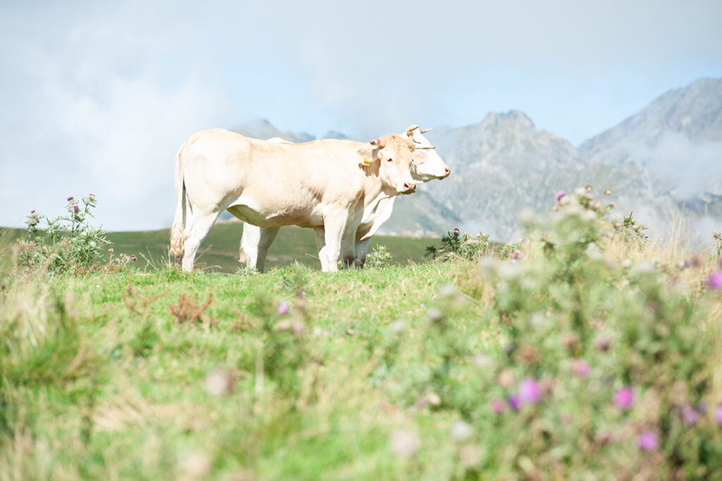 Blonde D'Aquitaine al pascolo