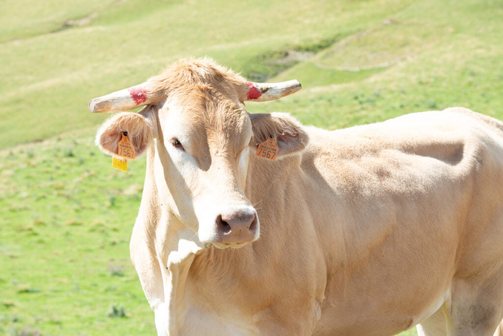 Blonde D'Aquitaine al pascolo