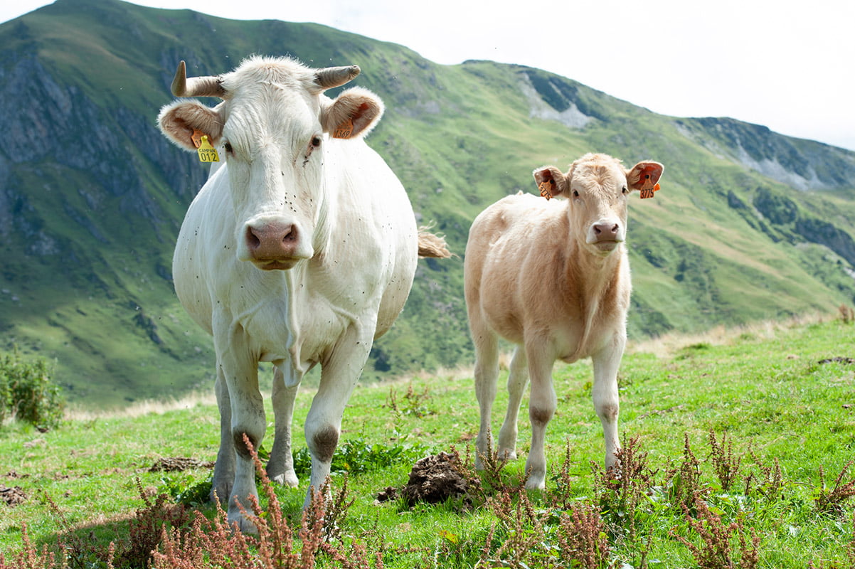 Due esemplari di bovini da carne Blonde d'Aquitaine