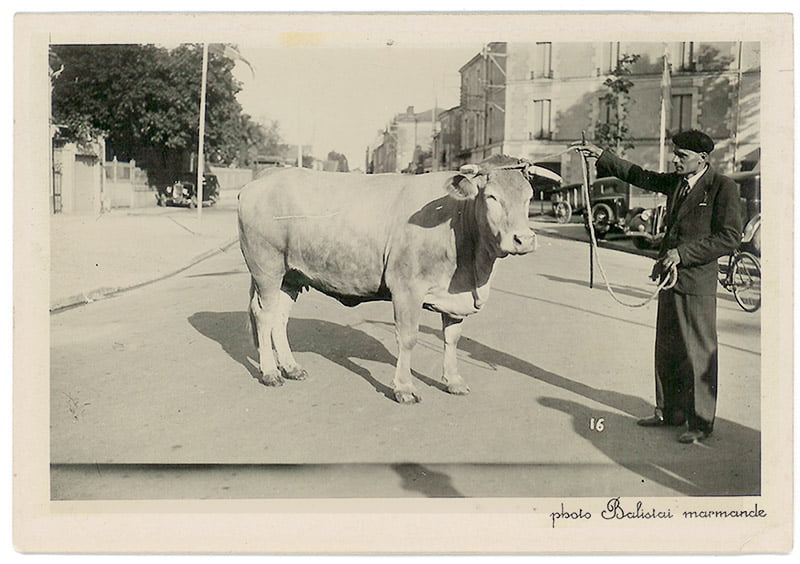 Une vieille photo d'un spécimen de Blonde d'Aquitaine