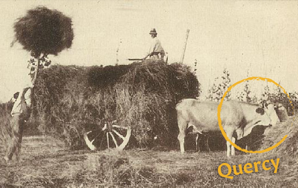 Blonde D'Aquitaine carne bovina - la storia