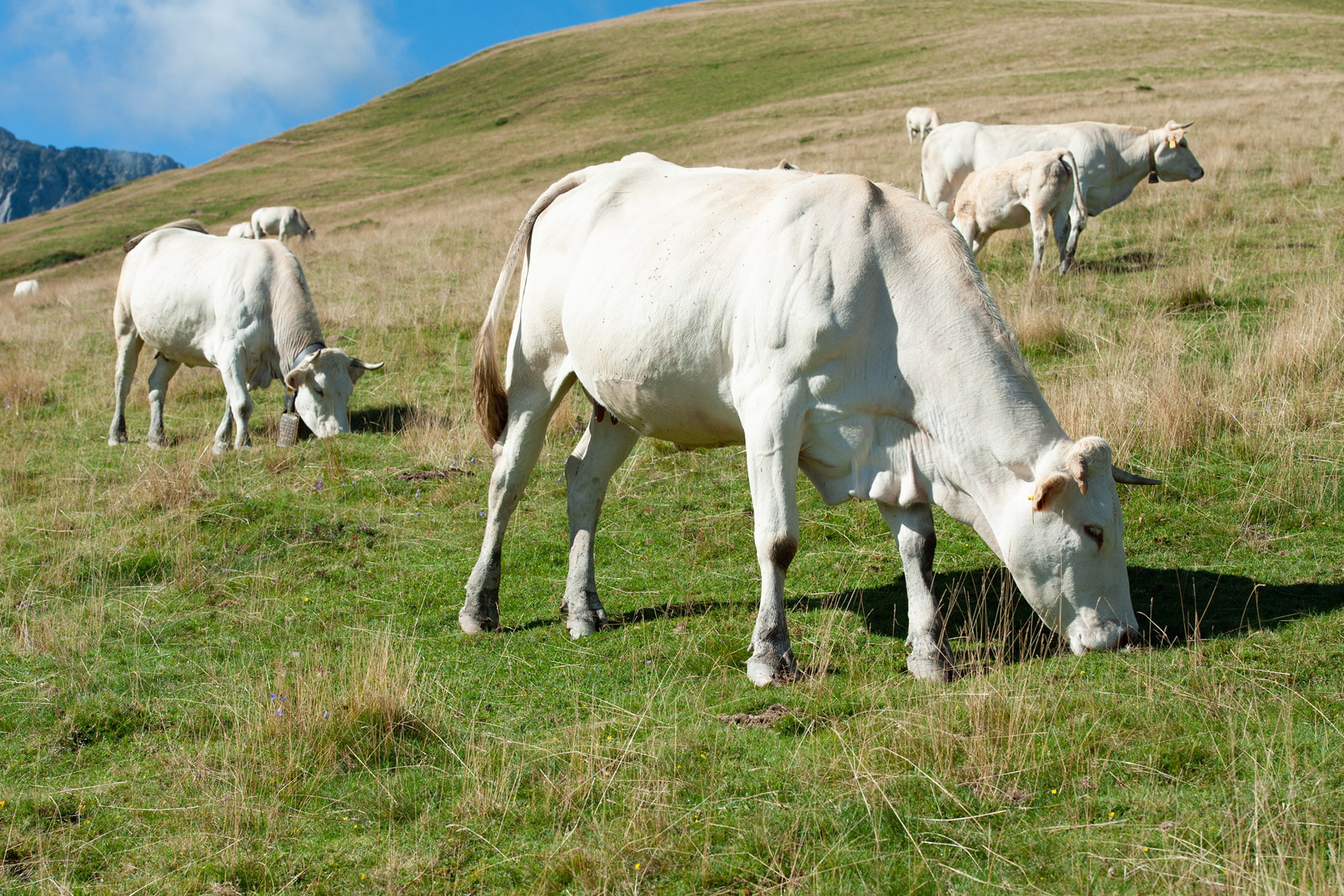 Blonde D'Aquitaine carne bovina