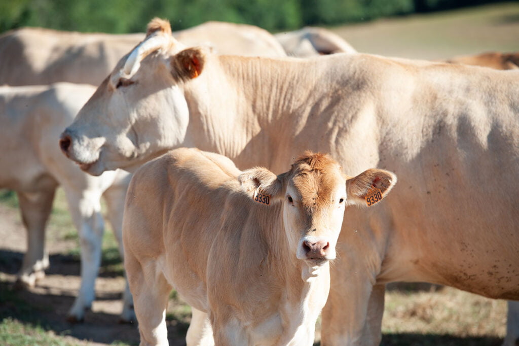 Blonde D'Aquitaine allevamento