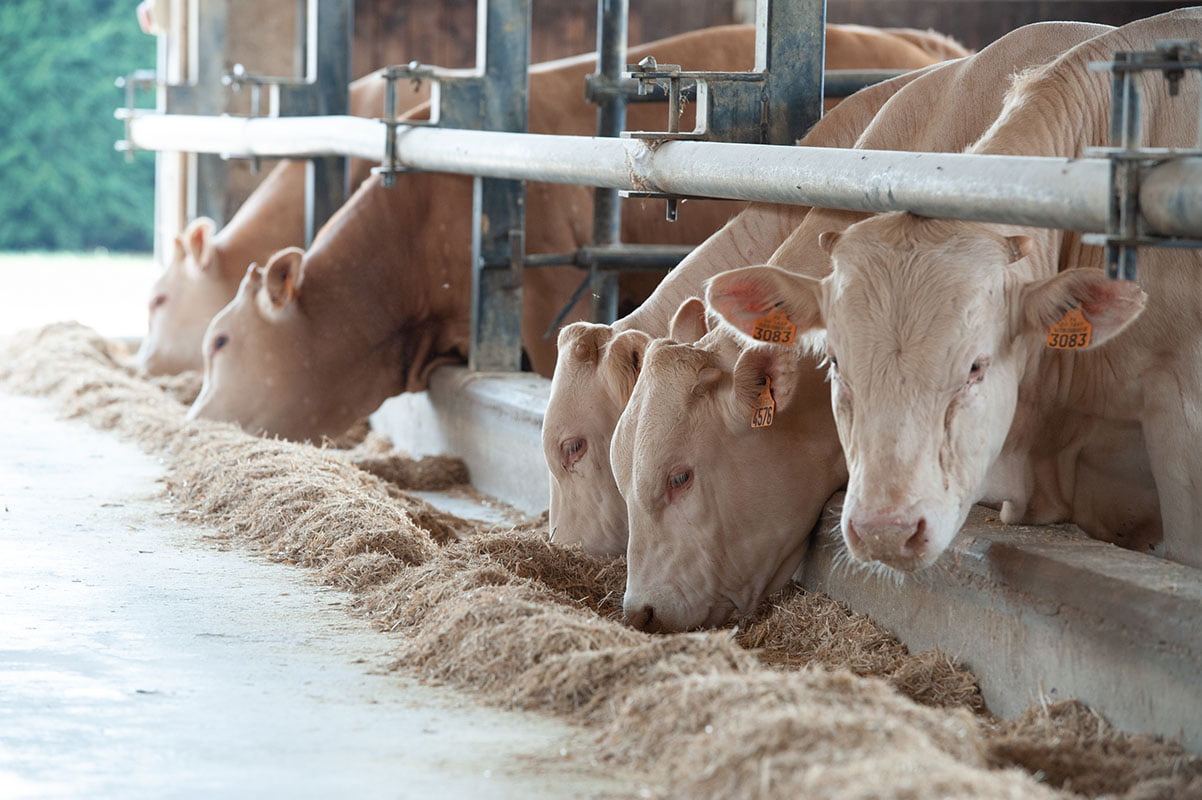 Gli esemplari di Blonde d'Aquitaine hanno a disposizione cibo in abbondanza prodotto in loco