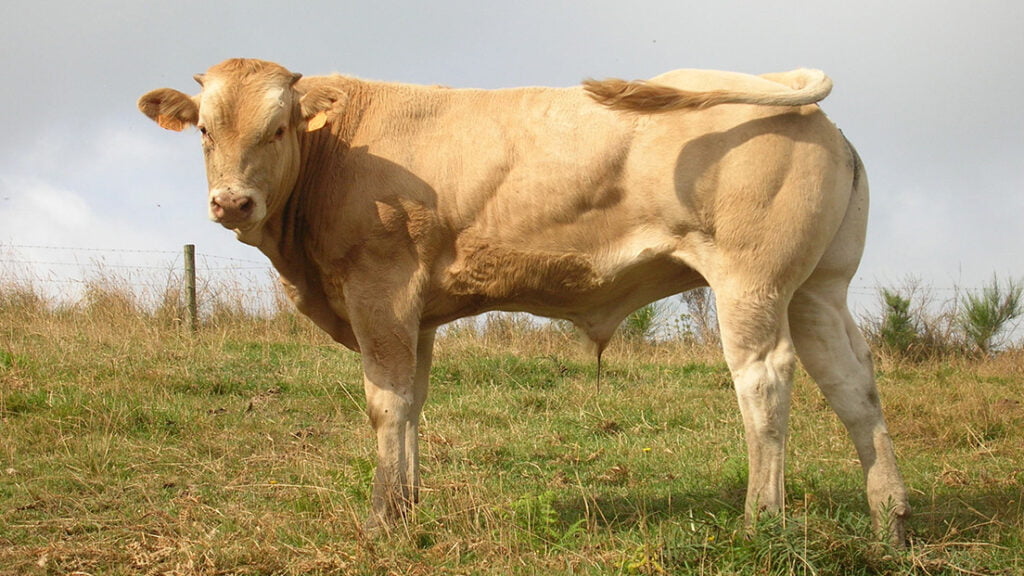Blonde D'Aquitaine allevamento