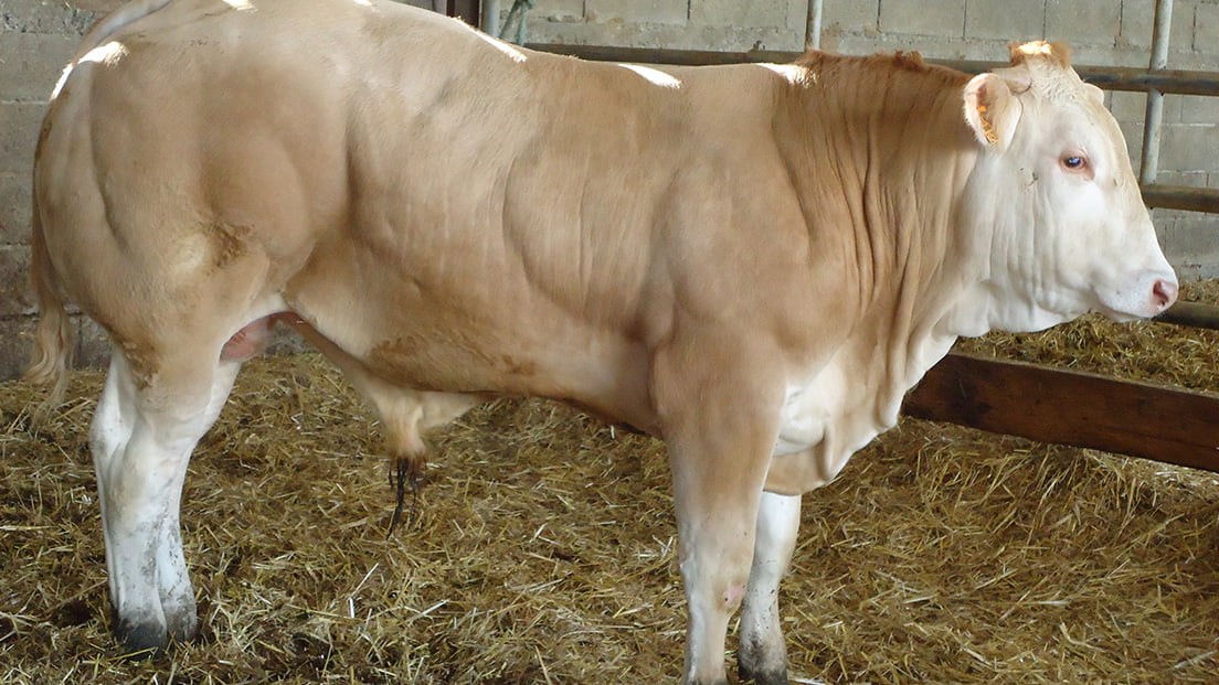 Blonde D'Aquitaine carne bovina