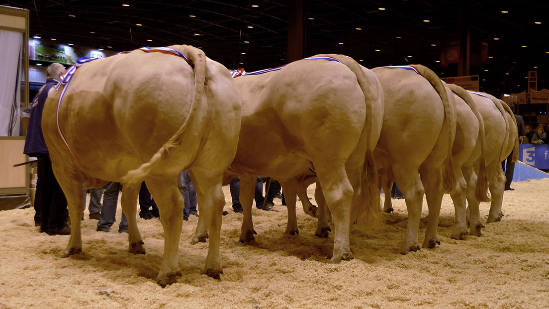 Blonde D'Aquitaine carne bovina