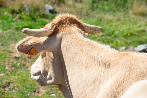 Un spécimen de Blonde d'Aquitaine